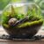 Jak zaaranżować terrarium dla ślimaka afrykańskiego, aby było odpowiednie?
